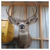 3X4 MULE DEER MOUNT
