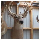 10 POINT OHIO BUCK MOUNT