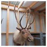 CARIBOU MOUNT