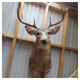 8 POINT OHIO BUCK MOUNT