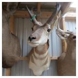 PRONGHORN MOUNT
