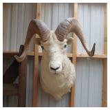DALL SHEEP MOUNT