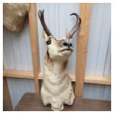 PRONGHORN MOUNT