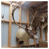 CARIBOU MOUNT