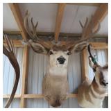 5X5 MULE DEER MOUNT