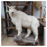 MOUNTAIN GOAT MOUNT