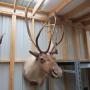 ONLINE ONLY ANIMAL MOUNT AUCTION