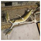 MUSKIE / PERCH ON ELK ANTLER MOUNT