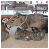 JAVELINA MOUNT