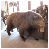 FULL BODY GRIZZLY BEAR MOUNT