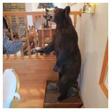 FULL BODY BLACK BEAR MOUNT