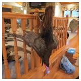 LONGBEARD HANGING MOUNT