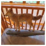 COYOTE ON ROCK MOUNT