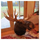 BULL MOOSE SHOULDER MOUNT