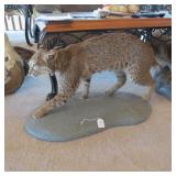 BOBCAT MOUNT