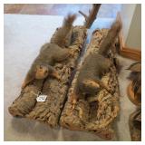 2 FOX SQUIRREL MOUNTS