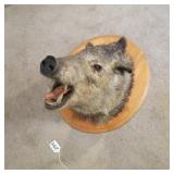 JAVELINA HEAD MOUNT