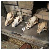 THREE BEAR SKULLS & JAVELINA SKULL