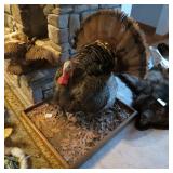 STRUTTING TURKEY MOUNT