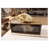 TWO BEAR SKULLS W/ DISPLAY CASE