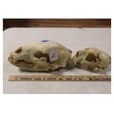 COUGAR & BEAR SKULLS