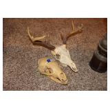 WESTERN DEER MOUNT & BEAR SKULL