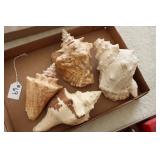 CONCH SHELLS