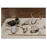 DEER ANTLERS AND PLASTIC DUCK DECOY