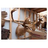 CARIBOU IN VELVET MOUNT