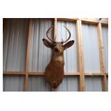 8PT. BUCK MOUNT