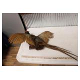 FLYING RINGNECK PHEASANT MOUNT