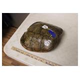 SNAPPING TURTLE SHELL