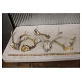 ASSORTED DEER ANTLERS & SKULLS