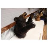 BLACK BEAR SHOULDER MOUNT