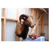 CORSICAN RAM MOUNT