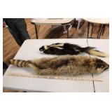 SKUNK & RACOON PELTS