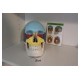 SKELETON HEAD TEACHING MODEL