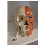 MUSCLES HEAD TEACHING MODEL