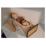 CHEST & ABDOMEN TEACHING MODEL