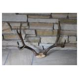 MULE DEER ANTLERS