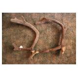 VELVET CARIBOU COW ANTLERS