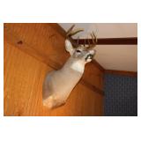 9 POINT SASKATCHEWAN BUCK MOUNT