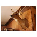7 POINT BUCK MOUNT