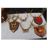 BASKET OF OHIO DEER ANTLERS