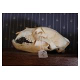 BEAR SKULL