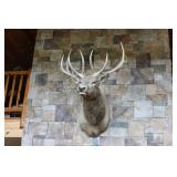 6X7 ELK MOUNT