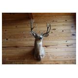 5X5 MULE DEER MOUNT