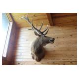 6X6 ELK MOUNT