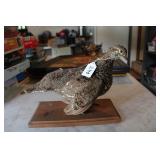 RUFFED GROUSE MOUNT