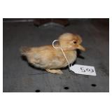 TAXIDERMIED DUCKLING